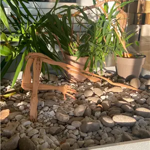 Riccardo Bianchi Artista Derma - Scultura in legno